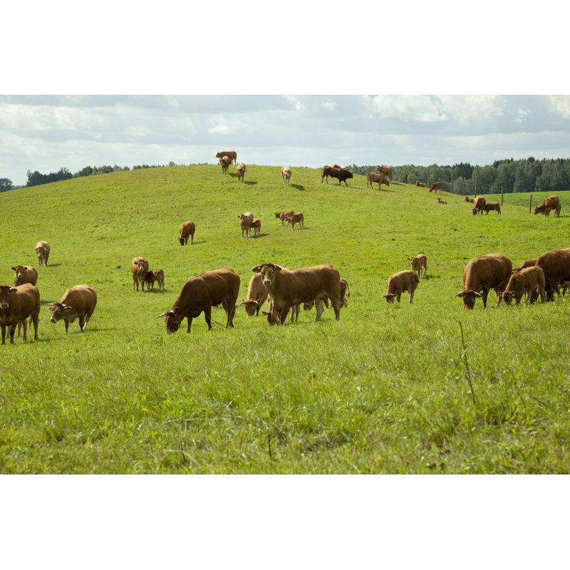Espen, limousin, bovin - photographie sur toile tendue, H 20 po x l 30 po