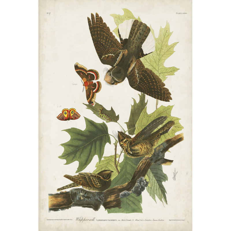 Pl 82 Whip-Poor Will by John Audubon - Wrapped Canvas Painting, 30cm H x 20cm W