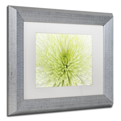 Lime Light Spider Mum by Cora Niele - Single Picture Frame Photograph on Canvas