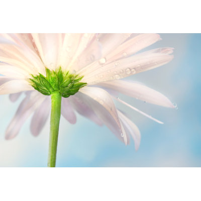 Pink Daisy by Sandralise - Wrapped Canvas Print