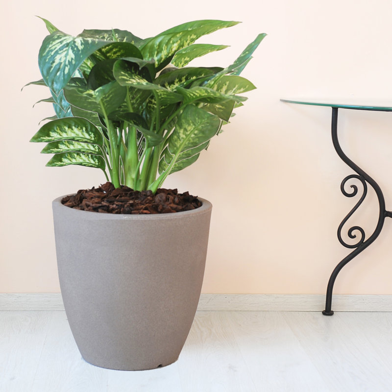 Griezmann Pot Planter, Havana