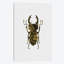 «Beetle III», impression sur toile-29679574-74407064-74407058