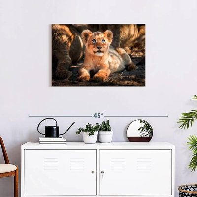 Brampt Baby Safari Lion
