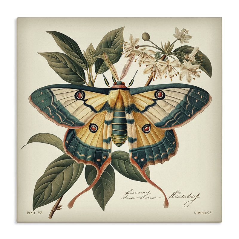 «Vintage Moth & Plant Study», art mural sur toile par Steve Huntziker, H 24 po x l 24 po