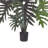 Weatherhill Elspeth Philodendron Plant