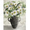 Pop of Daisies par Cindy Jacobs