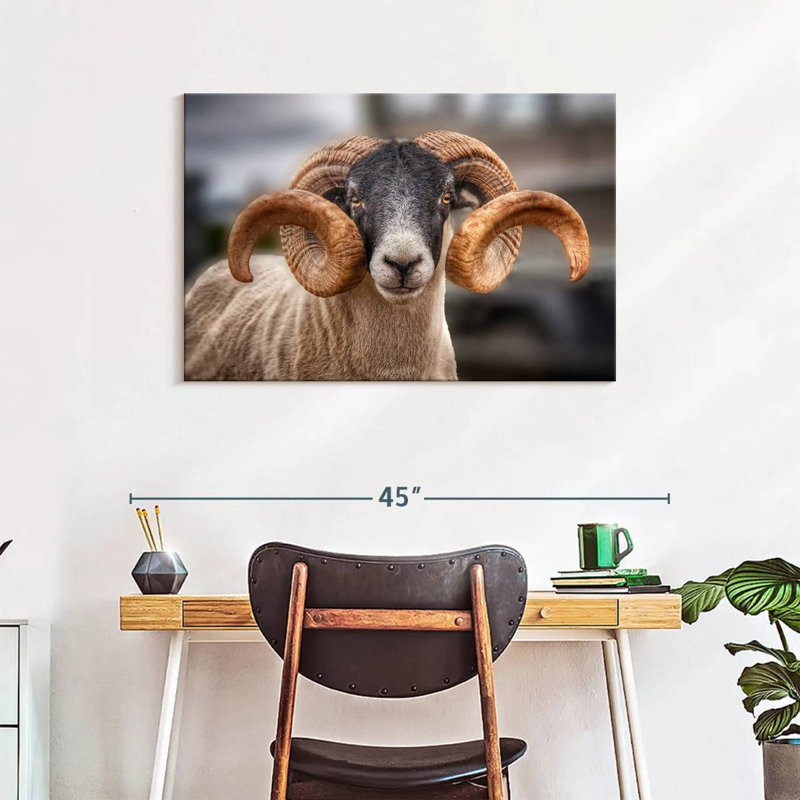 Brampt Scottish Blackface Ram, 24" H x 36" W