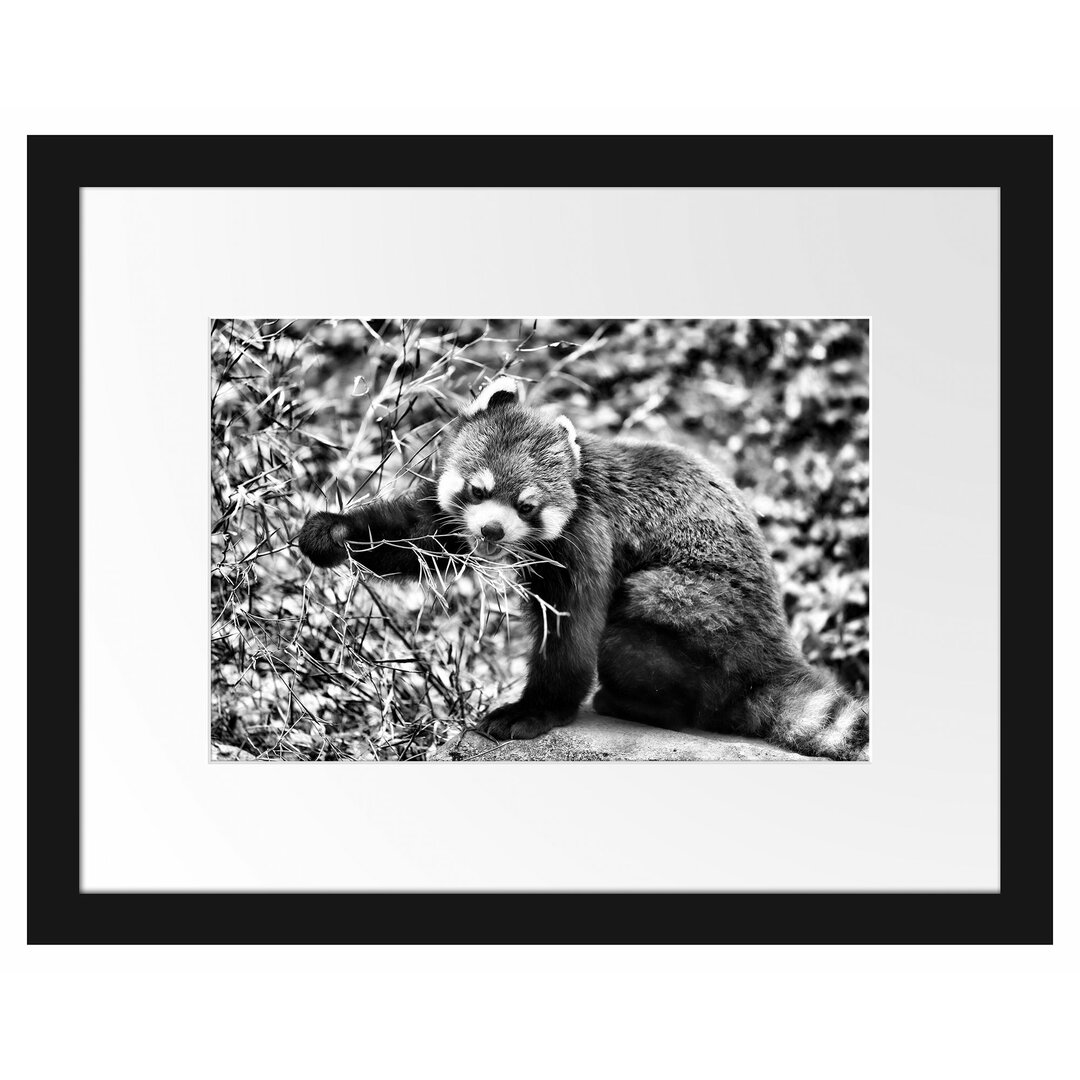 Gerahmtes Poster Cute Red Panda