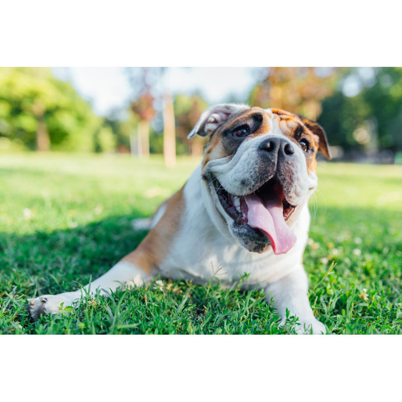 Bulldog Playing In Grass by Ivan Pantic - No Frame Print on Canvas, 81cm H x 122cm W