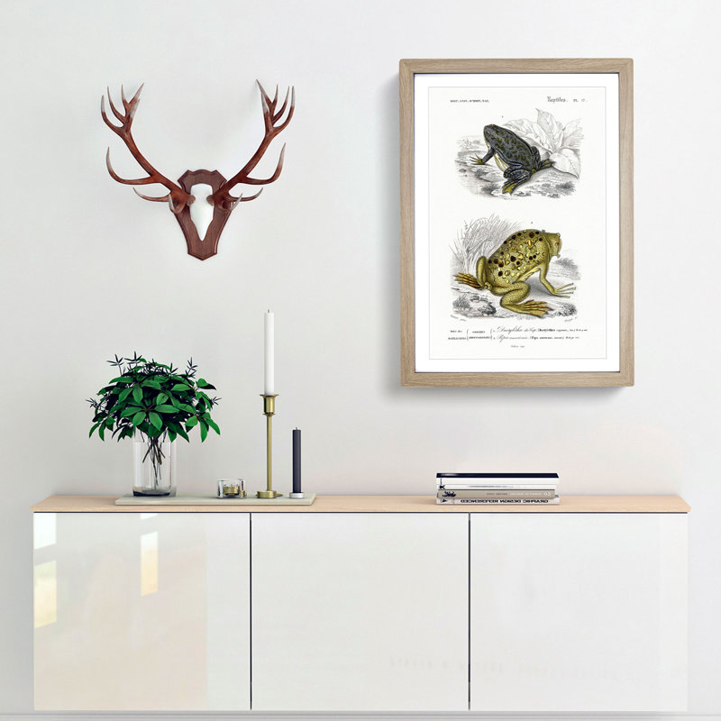 Frog and Toad Illustration by Charles d' Orbigny - Picture Frame Painting Print, Oak Framed, 65cm H x 48cm W x 2cm D