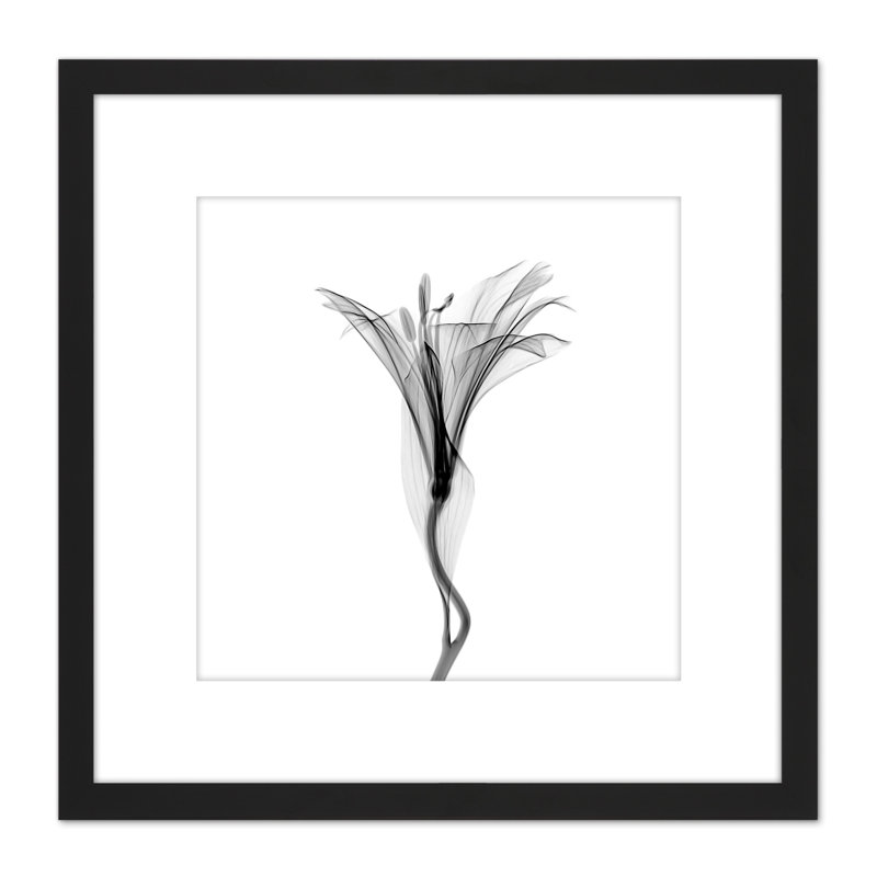Schwartz NJIT Flower Greyscale X-Ray Transparent - Single Picture Frame Painting