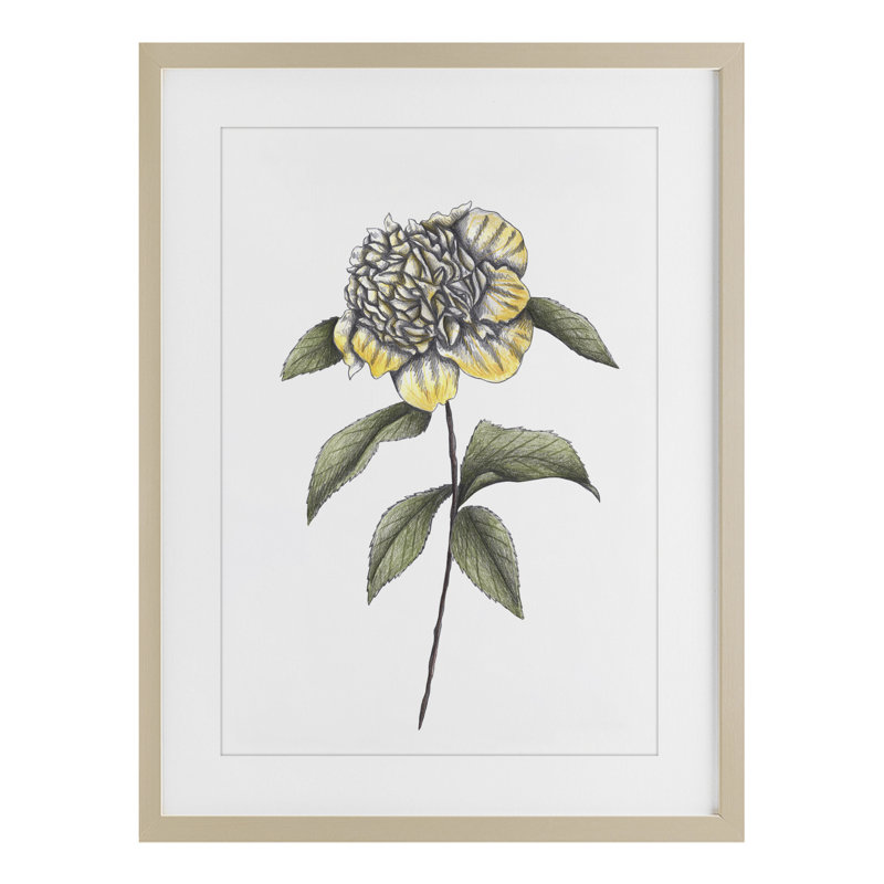 Camellia Flower Illustration, reproduction encadrée sous verre, conception de Cecilia Battaini, H 23 po x l 17 po