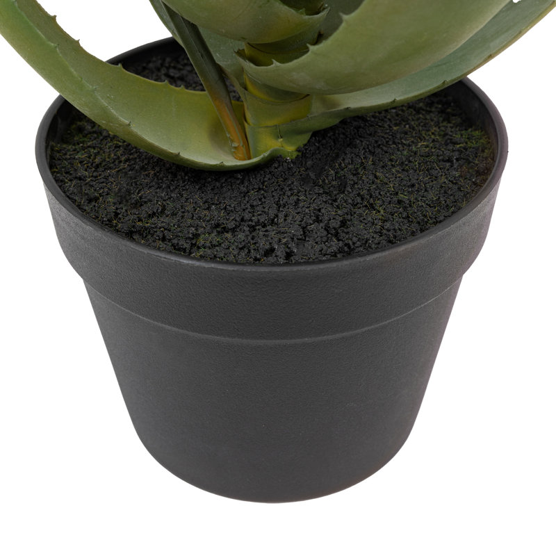 Aloe Potted Plant with Flower, Red