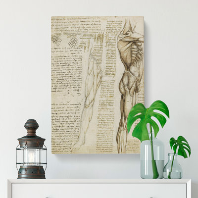 Human Anatomy Vol.6 by Leonardo Da Vinci - Wrapped Canvas