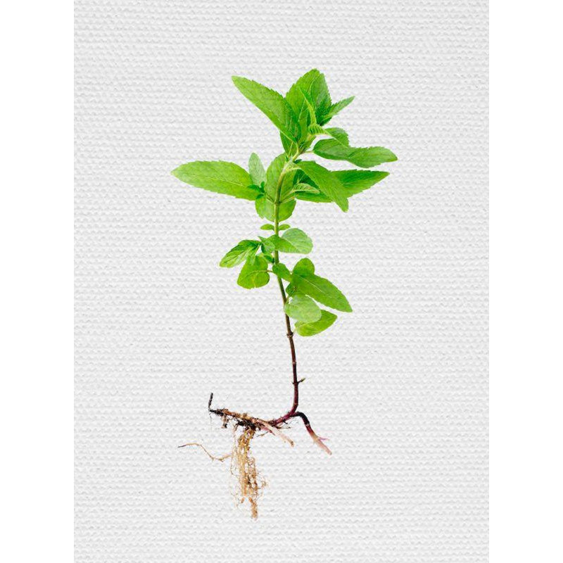Œuvre d'art d'herbes fraîches