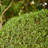 38.6' L Solar String Light with 100 LEDs