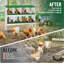 Boîtes de nidification pour poulets, boîte de ponte en acier galvanisé antirouille avec système de collecte des œufs-366158039