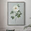 «Rose Beauty II», reproduction encadrée - bois massif 47837-1050299945