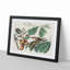 Yellow-Billed Cuckoo Birds by John Audubon - Framed Print-55629226-55629228