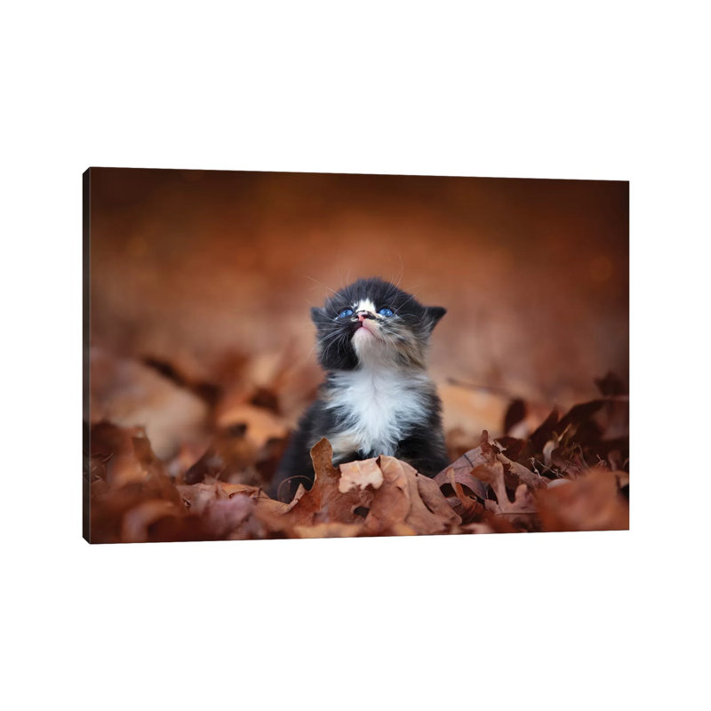 Meowing In The Leaves by Jonathan Ross Photography - Wrapped Canvas Print, 20.32 cm H x 30.48 cm W
