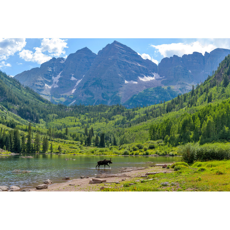 Moose At Maroon Lake - A Young Moose, With Only One Antler, Walking And Feeding In Maroon Lake At Base Of Maroon Bells On A Sunny Summer Evening. Aspen, Colorado, USA. by SeanXu - Wrapped Canvas Print