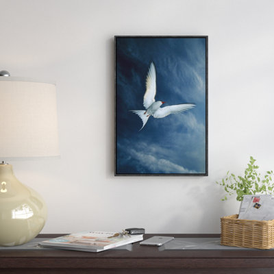" Arctic Tern Flying, Alaska "
