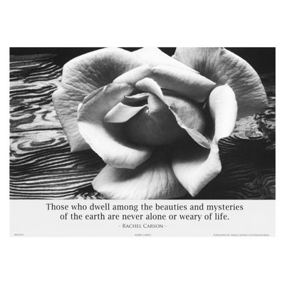 " Ansel Adams Rose Driftwood With Rachel Carson Quote " by Ansel Adams