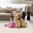  Rugs for Living Room 10x13 Washable Rug Modern Solid Color Textured Rug Non Slip Backing Non Shedding Minimalist Mats for Dining Room Nursery Bedroom Beige-322864550-322864571