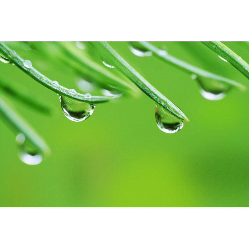 " Rain Drops On Pine Needles " by Acik, 12'' W x 8'' H