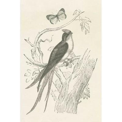 Gravure d'oiseau français