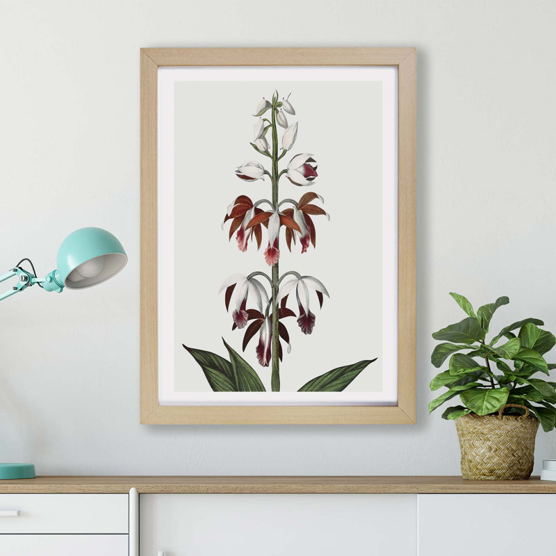 A Chinese Limodoron Plant by R.J. Thornton - Single Picture Frame Painting, 24cm H x 33cm W x 2cm D, Oak