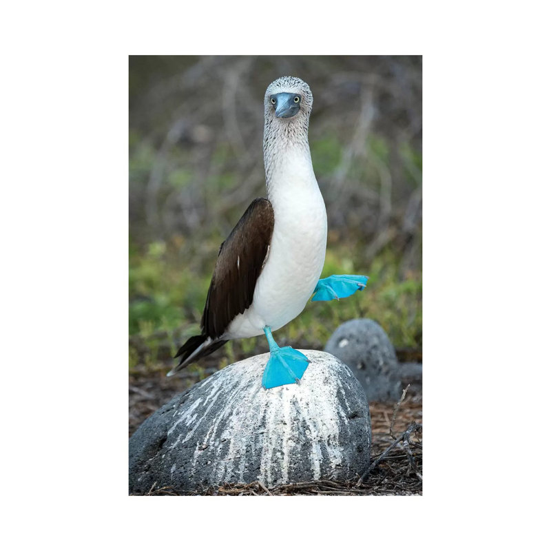 Blue-Footed Booby Performing Foot-Lifting Courtship Display, Seymour Island, Galapagos Islands, Ecuador by Tui De Roy - Wrapped Canvas Print