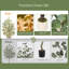 Eucalyptus d'intérieur d'intérieur-134997721