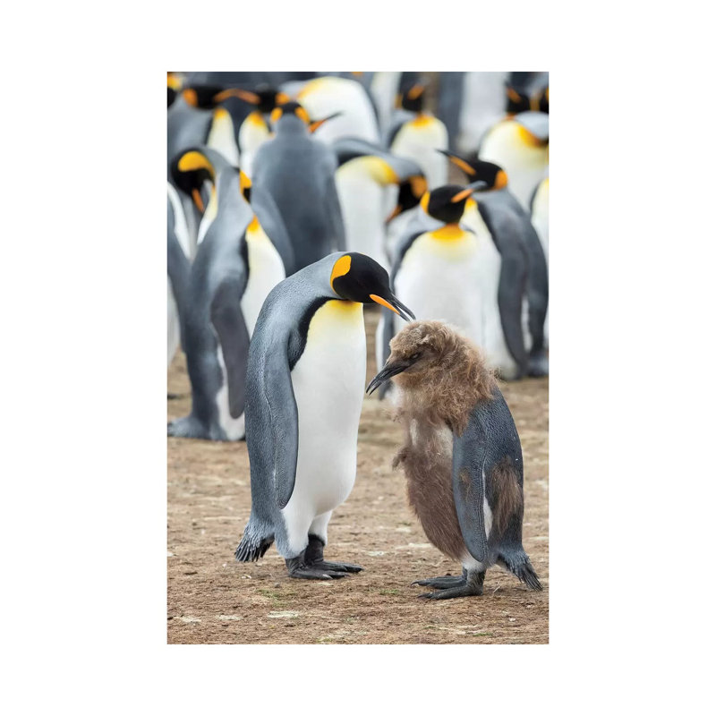 Feeding A Chick In Brown Plumage. King Penguin On Falkland Islands. by Martin Zwick - Wrapped Canvas Gallery-Wrapped Canvas Giclée