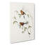 Masked Grass Finch by Elizabeth Gould - Wrapped Canvas Painting-55362521