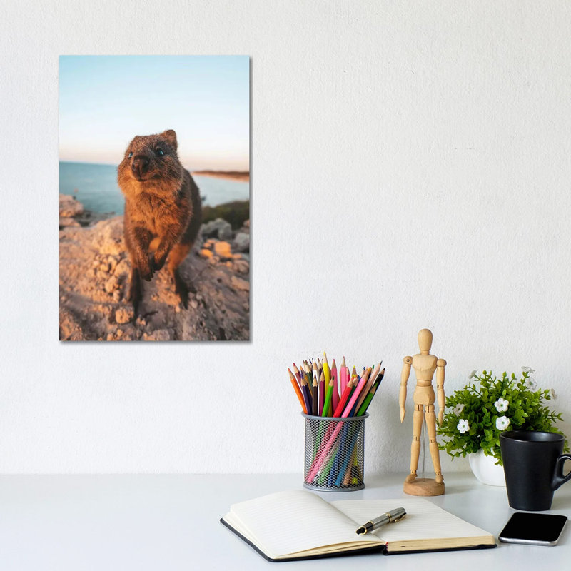 Inquisitive Quokka Rocky Headland by James Vodicka - Wrapped Canvas Gallery-Wrapped Canvas Giclée, 30.48cm H x 20.32cm W