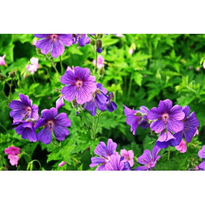 Mauve géranium - photographie sur toile tendue