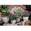 Sundhya Pot Planter-1759075832-1759075834