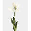 Tulipe blanc crème 22,5 po-240819715