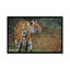 « indo chinois tiger », reproduction d’impression sur toile-33109407-72406704-72406703