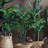 91cm Faux Palm Tree in Pot