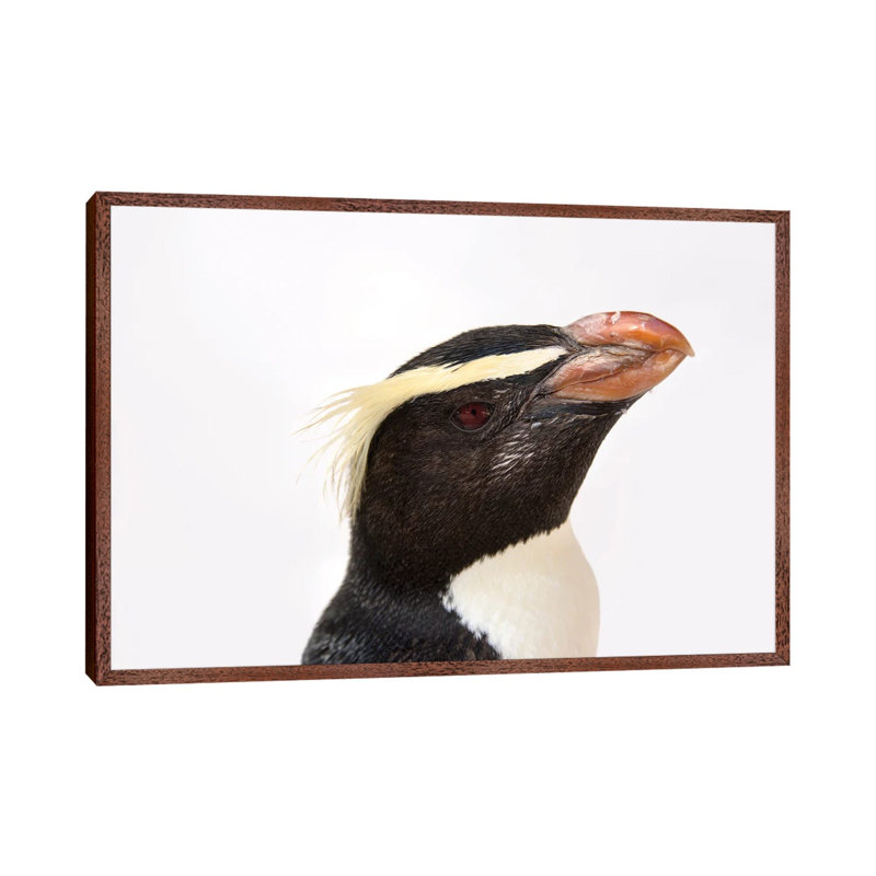 A Fiordland Penguin At The Taronga Zoo 1 Piece Wall Art on Canvas, 101.6 cm H x 66.04 cm W, Classic Wood Framed