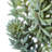 Sedum Arrangement