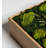 3.5'' Moss Plant in Wood Freestanding