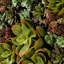 Arrangement floral succulent