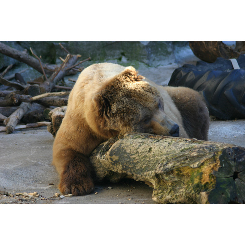 Bear Bear - Photographie sur toile tendue, L 12 po x H 8 po