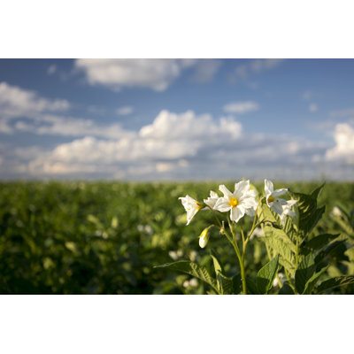 Carles Potato Blossom, Midwest, USA - Wrapped Canvas Print