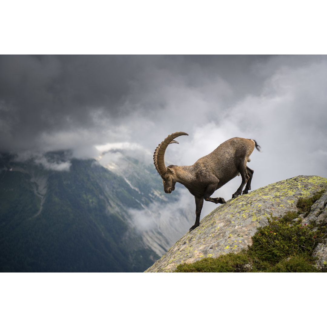 Alpiner Steinbock auf einem Berg von Nikpal - Leinwandbild