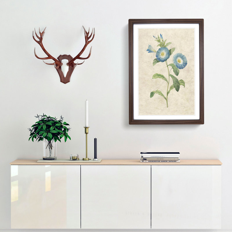 Field Bindweed Flowers by Pierre-Joseph Redoute - Picture Frame Painting Print, 65cm H x 48cm W x 2cm D, Walnut Framed