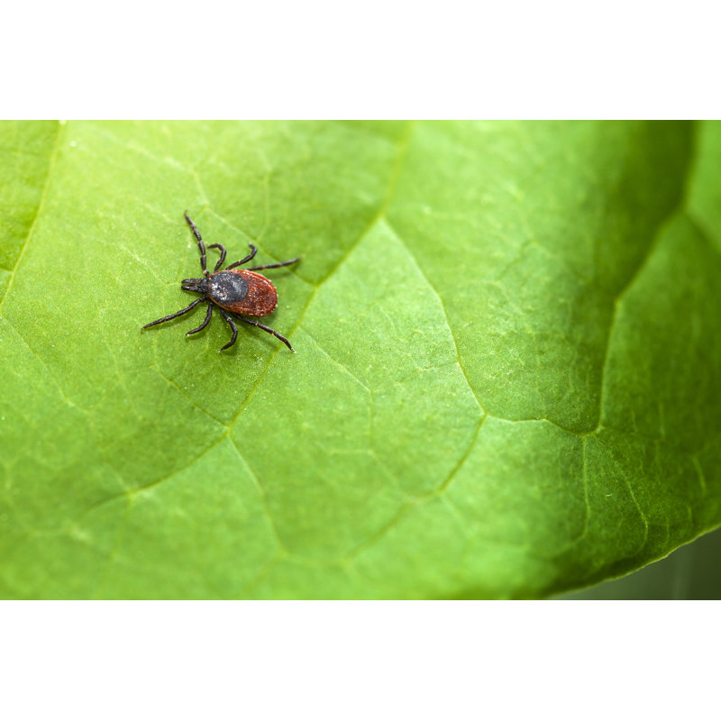 Ixodes Ricinus by Avalon_Studio, 24" H x 36" W